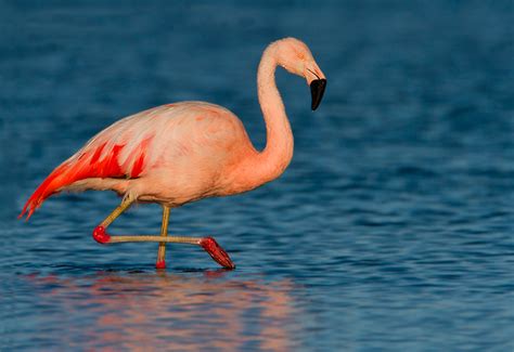 flamwnfo|flamenco animal.